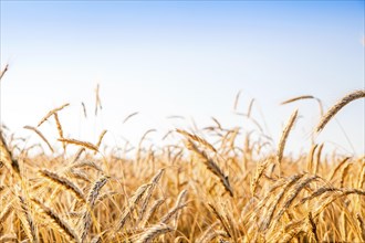 Rye and wheat fields ready for harvesting contrasting blue sky