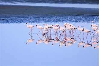 Greater flamingos (Phoenicopterus roseus)