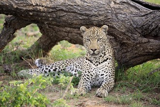 Leopard (Panthera pardus)