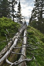 Deadwood in the coniferous forest