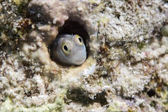 Red Sea mimic blenny (Ecsenius gravieri) hiding in a hole