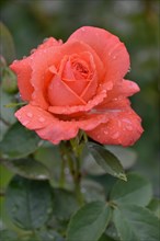 Hybrid tea rose