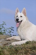 White swiss shepherd dog