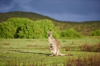 Eastern Gray Kangaroo (Macropus giganteus)