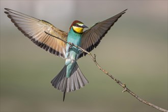 Bee-eater (Merops apiaster) lands on a branch