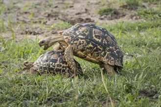 Leopard tortoises (Stigmochelys pardalis)