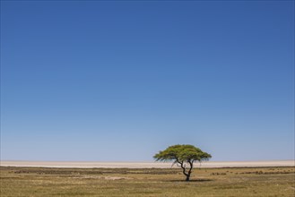 Grassland with umbrella thorn acacia in front of salt pan