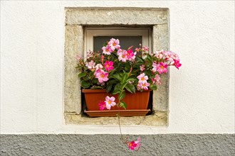 Flower box with flowering pink Dipladenia (Mandevilla sanderi)