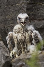 Peregrine falcon (Falco peregrinus)