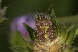 Hairy Shieldbug (Dolycoris baccarum) on a withered Field scabious