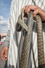 Snake charmer with snake in hand