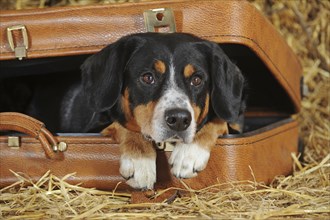 Entlebuch Mountain Dog