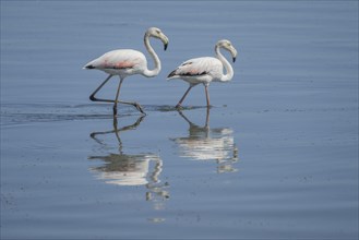 Pink Flamingos (Phoenicopterus roseus)