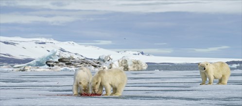 Polar bears (Ursus maritimus)