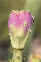 Engelmann's Prickly Pear (Opuntia engelmannii) with pink cactus fruit