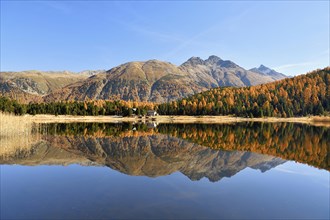 Autumnally coloured larch forest reflected in Lake Stazersee