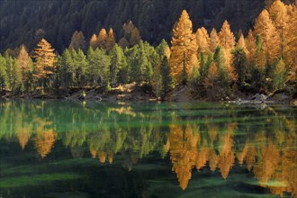 Larch trees in autumn colour reflect in the Lake Palpuogna