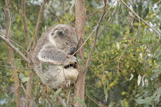 Koala (Phascolarctos cinereus) adult animal sleeping in a Eucalyptus tree