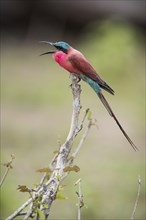 Southern carmine bee-eater (Merops nubicoides) sits on branch