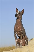 Perro sin pelo del Peru