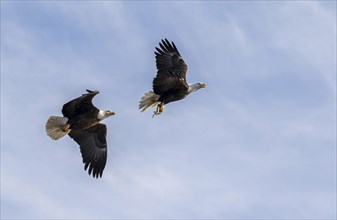 Bald eagles (Haliaeetus albicilla) chasing each other in an attempt to take off the caught fish