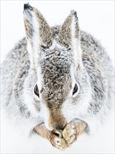 Mountain hare (Lepus timidus) cleans itself in the snow