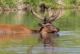 Male American elk (Cervus canadensis) bathing in a lake