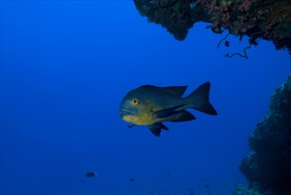 Midnight Snapper (Macolor macularis) swims under coral reef in the blue water