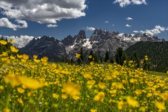 Yellow flower meadow in front of mountain panorama with Kristallo massif
