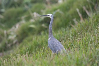 White-faced Heron (Egretta novaehollandiae)