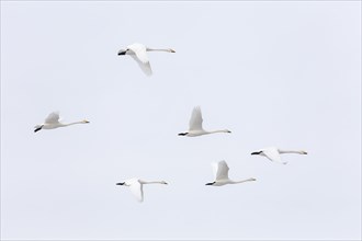 Whooper swans (Cygnus cygnus) in flight