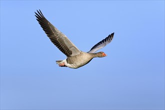 Greylag goose (Anser anser) in flight in front of blue sky