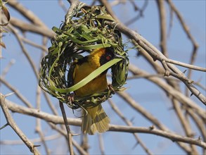 Southern Masked Weaver (Ploceus velatus) builds a nest of grass stalks