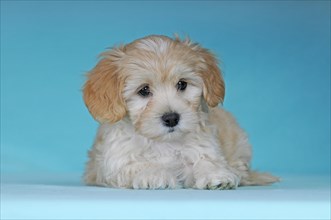 Havanese