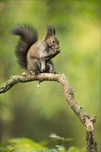 Eurasian red squirrel (Sciurus vulgaris) sitting on tree branch eating a hazelnut