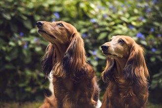 Two long-haired dachshunds (Canis lupus familiaris)