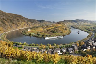 Moselschleife with excursion ship in autumn