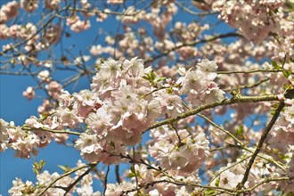 Pink flowering spring cherry Accolade