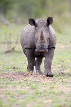 White rhinoceros (Ceratotherium simum)