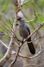 Grey Go-away-bird (Corythaixoides concolor)