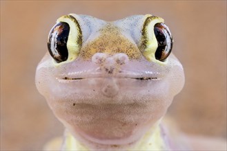 Namib sand gecko (Pachydactylus rangei)