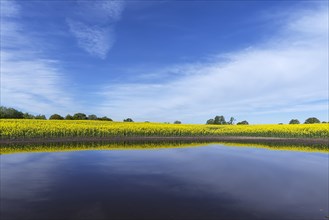 Blooming Rapefield (Brassica napus) is reflected in a Kettle hole