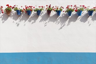 Red geraniums in blue flowerpots on a house wall