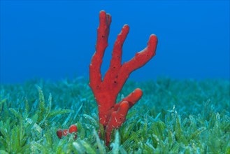 Red toxic finger-sponge (Negombata magnifica) in the sea grass