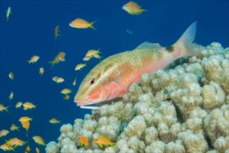 Two spot Goatfish (Parupeneus rubescens) lies on the coral