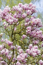 Chinese Magnolia (Magnolia x soulangeana)