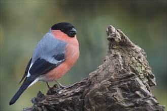 Bullfinch (Pyrrhula pyrrhula)