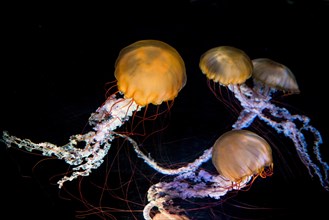 Multiple Compass jellyfish (Chrysaora hysoscella)