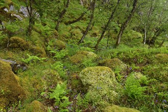 Moss and lichen forest near Oban