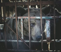 Bear in a cage